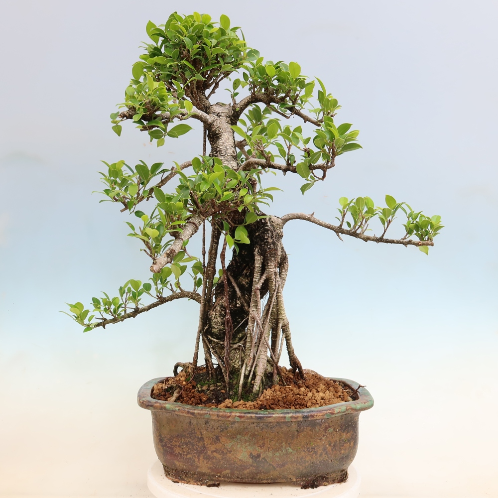 Room bonsai - Ficus kimmen - small-leaved ficus