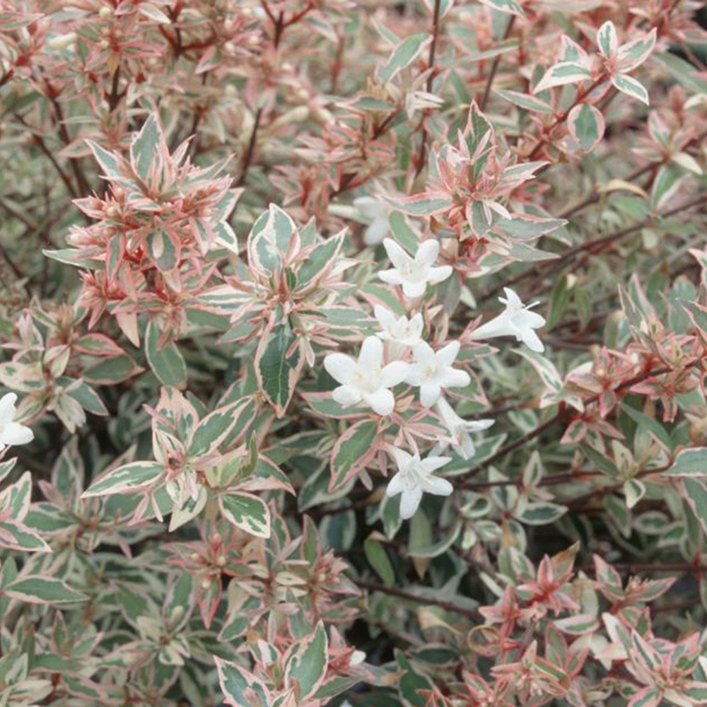 Outdoor Bonsai - Abelia gr. Confetti - Large-flowered Abelia