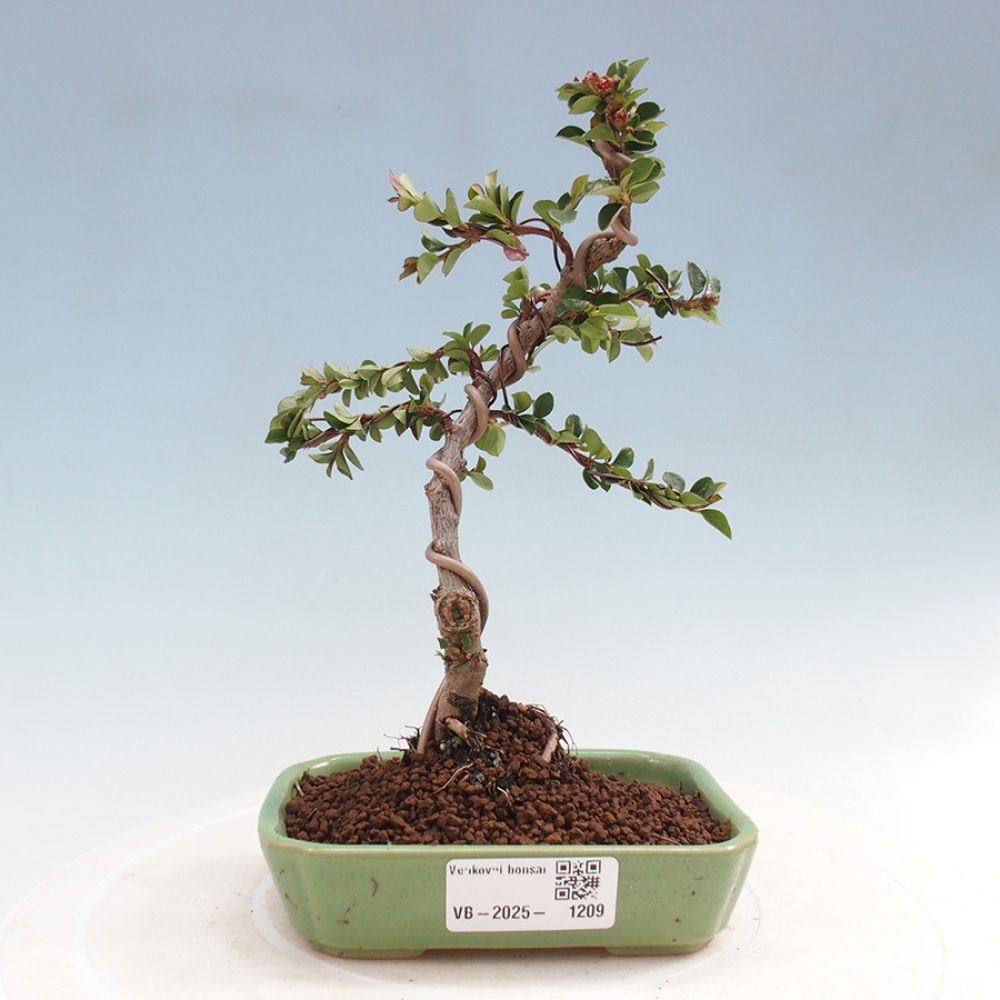 Outdoor bonsai - Cotoneaster horizontalis - Rock tree