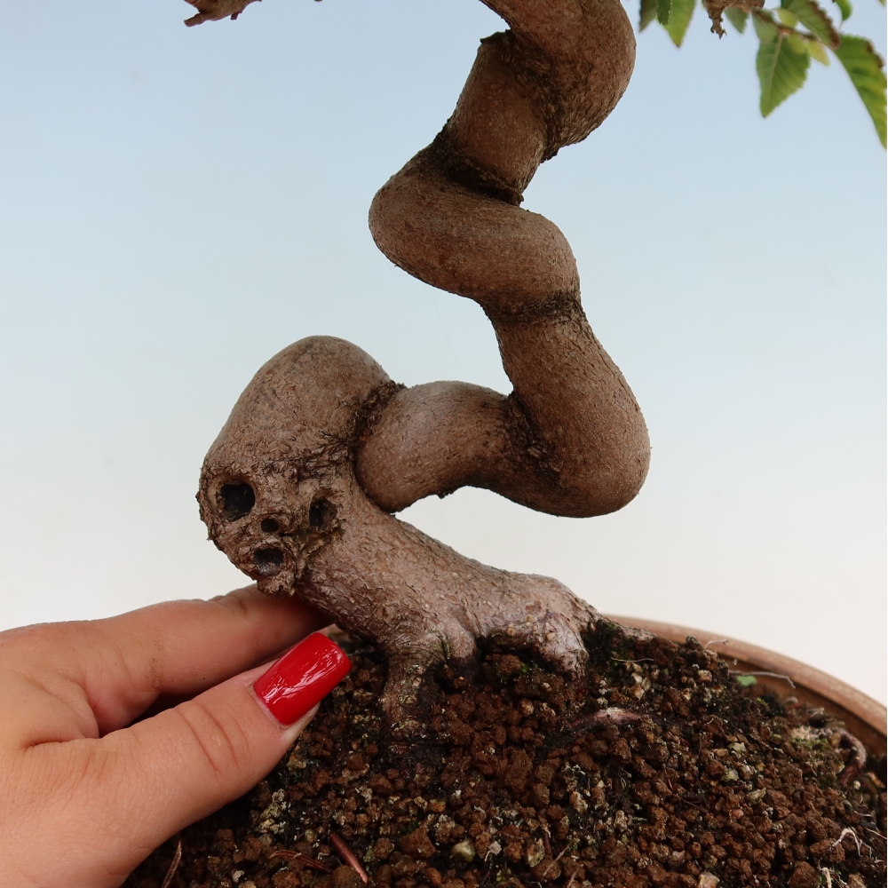 Outdoor bonsai -Carpinus coreana - Korean Hornbeam