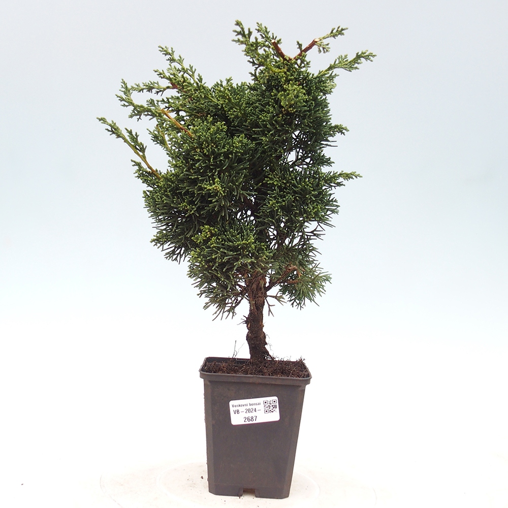Outdoor bonsai - Juniperus chinensis Kishu - Chinese juniper