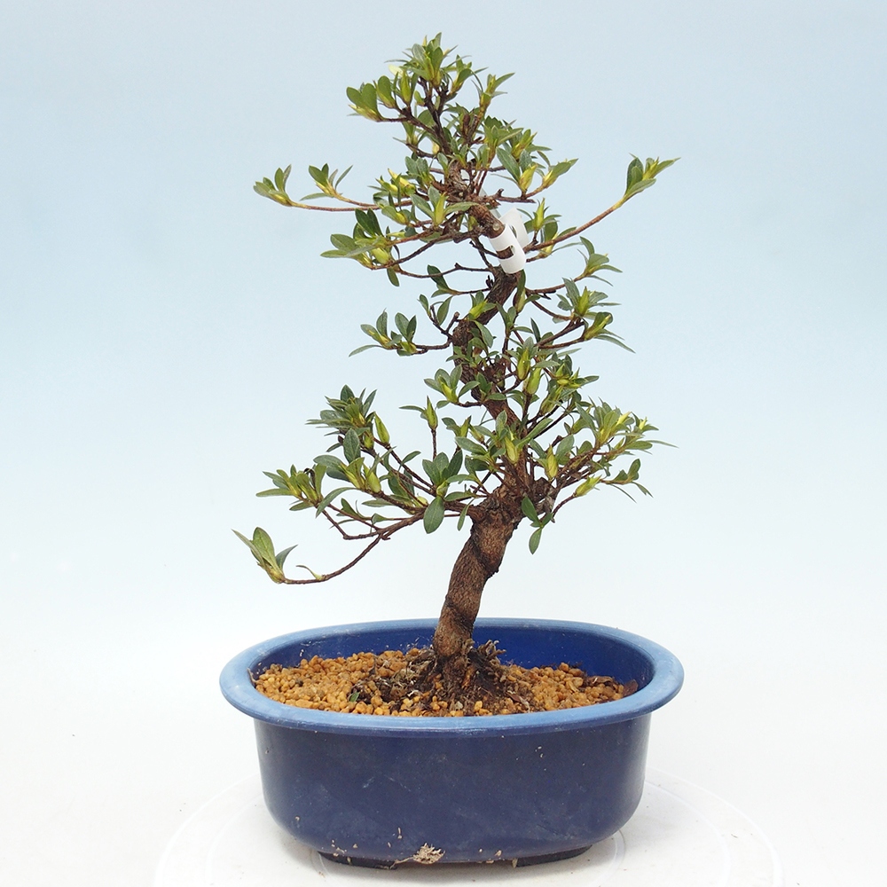 Outdoor bonsai - Japanese Azalea - Azalea Hand
