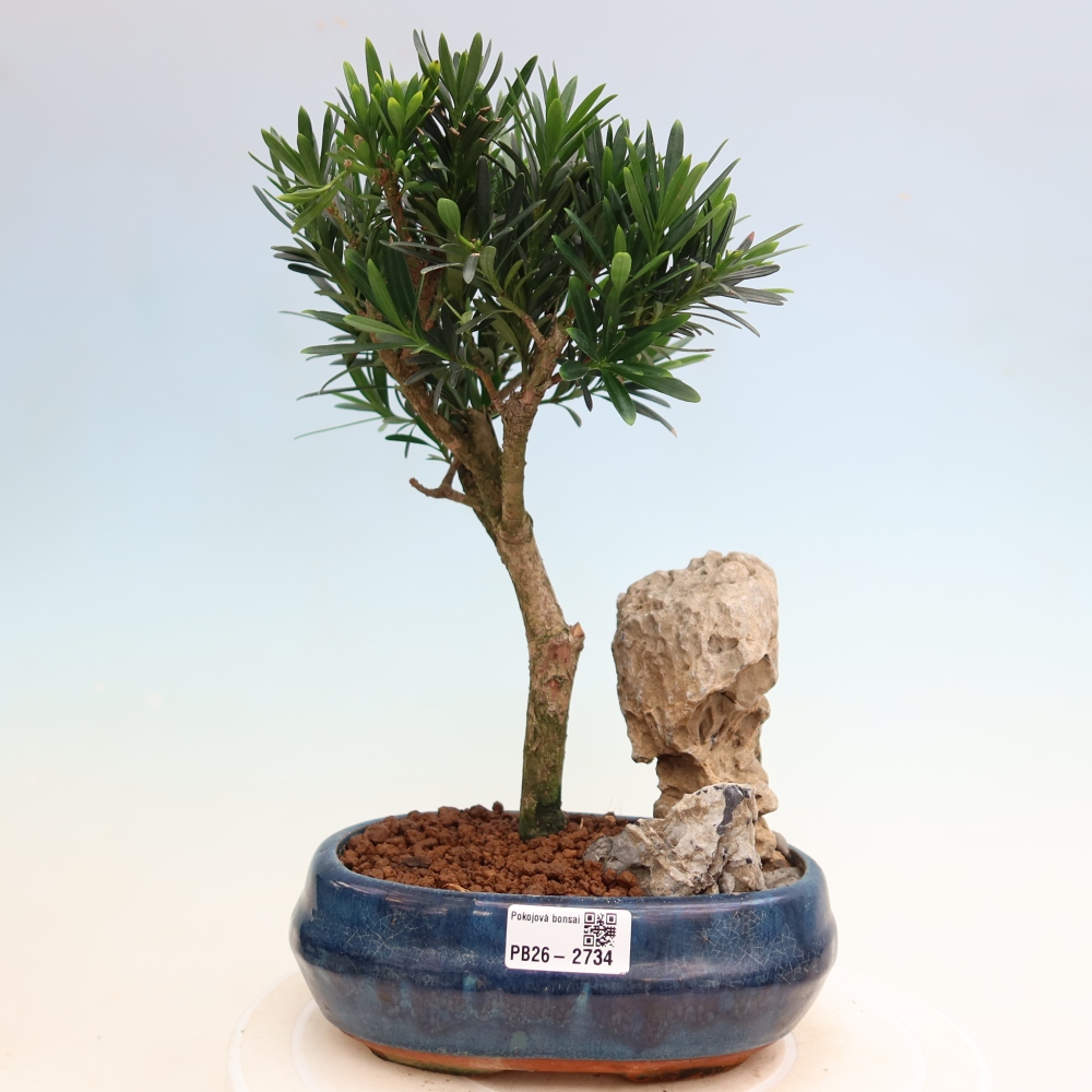 Room bonsai - Podocarpus - Stone Yew