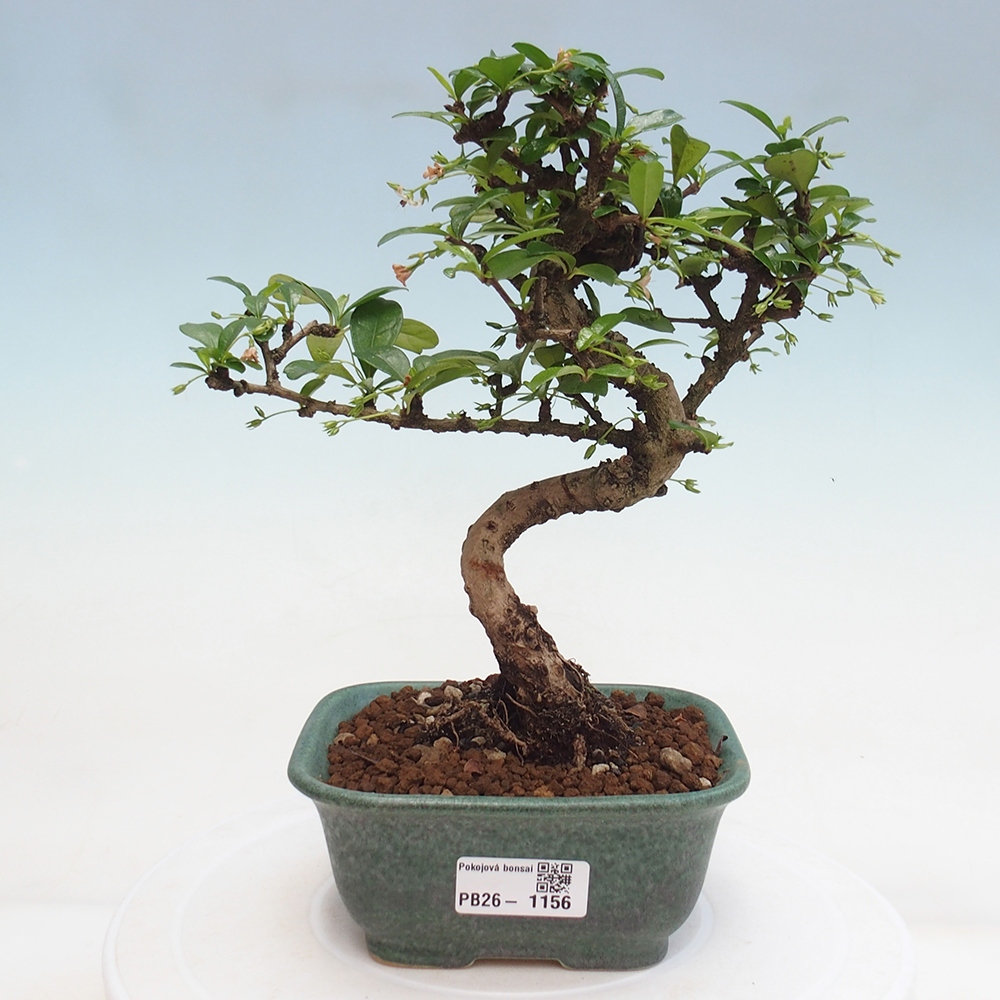 Room bonsai - Carmona macrophylla - Tea fuki