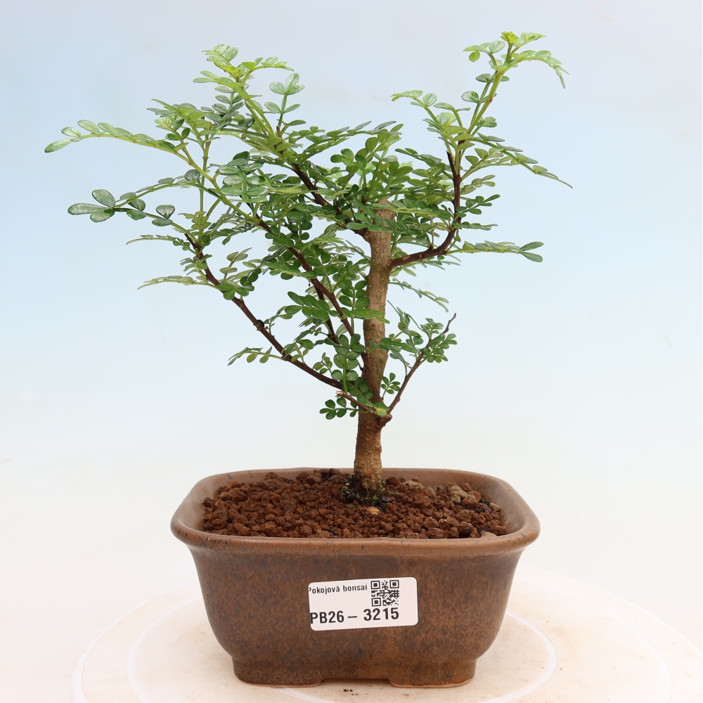 Room bonsai - Zantoxylum piperitum - pepper tree