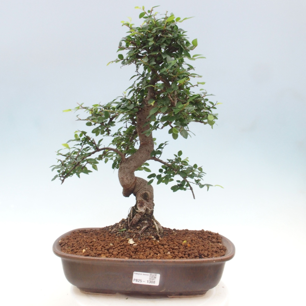 Indoor bonsai - Ulmus parvifolia - Small-leaved elm