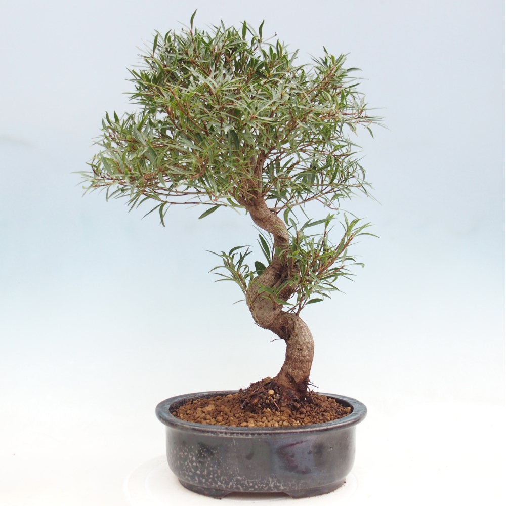 Room bonsai - Ficus nerifolia - small-leaved ficus