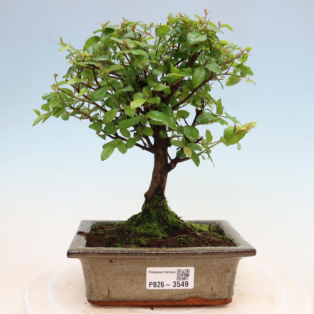 Room bonsai - Sageretia thea - Sageretia thea