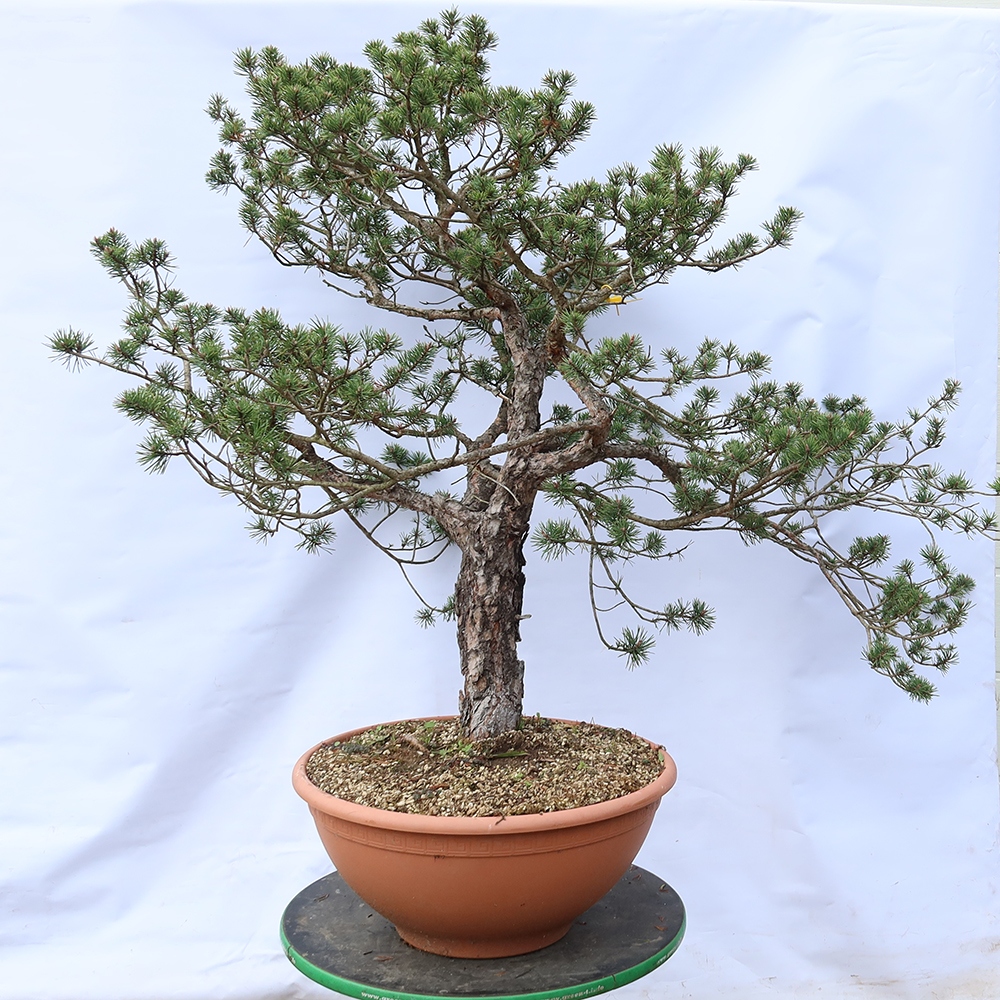 Pinus sylvestris Spain - Scots pine