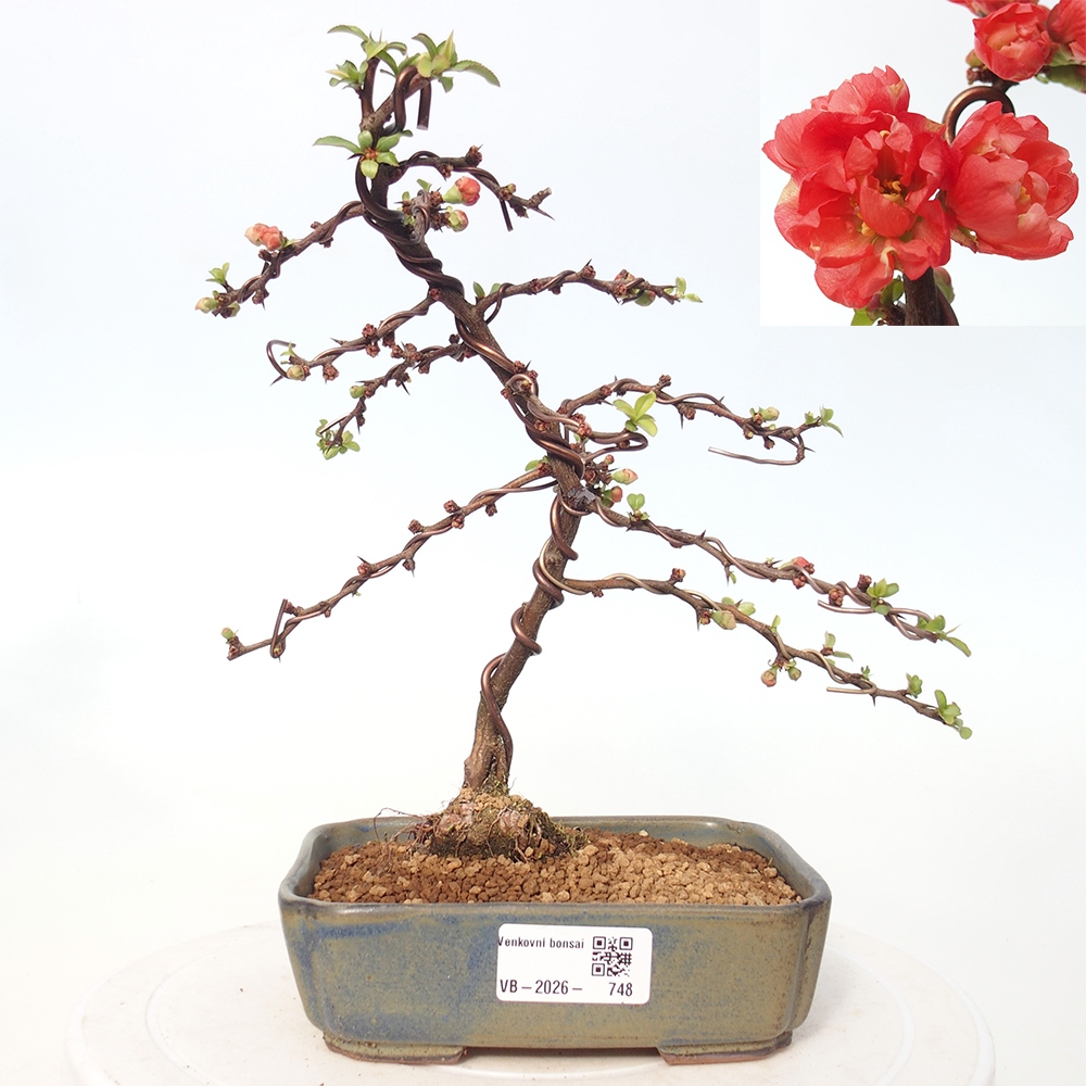 Outdoor bonsai - Chaneomeles s. Red Joy - Quince
