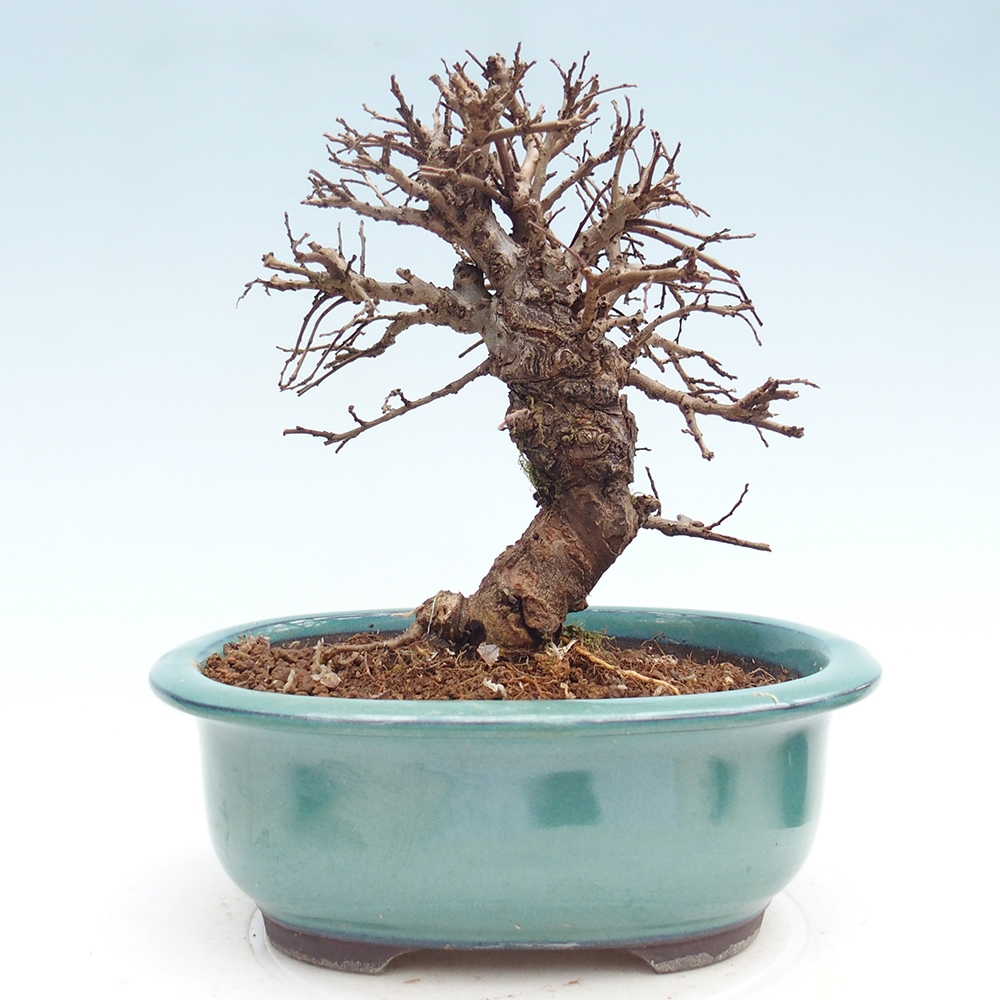 Outdoor bonsai - Zelkova - Zelkova NIRE