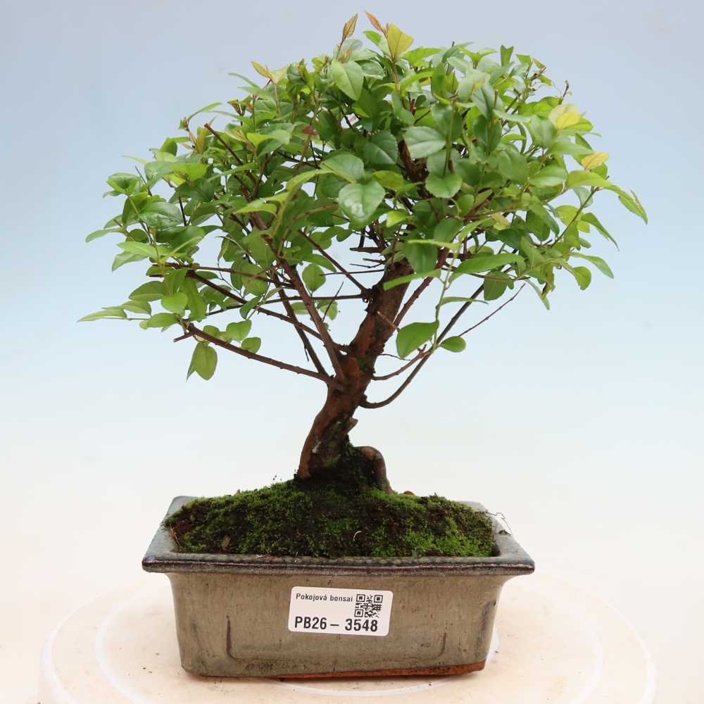 Room bonsai - Sageretia thea - Sageretia thea