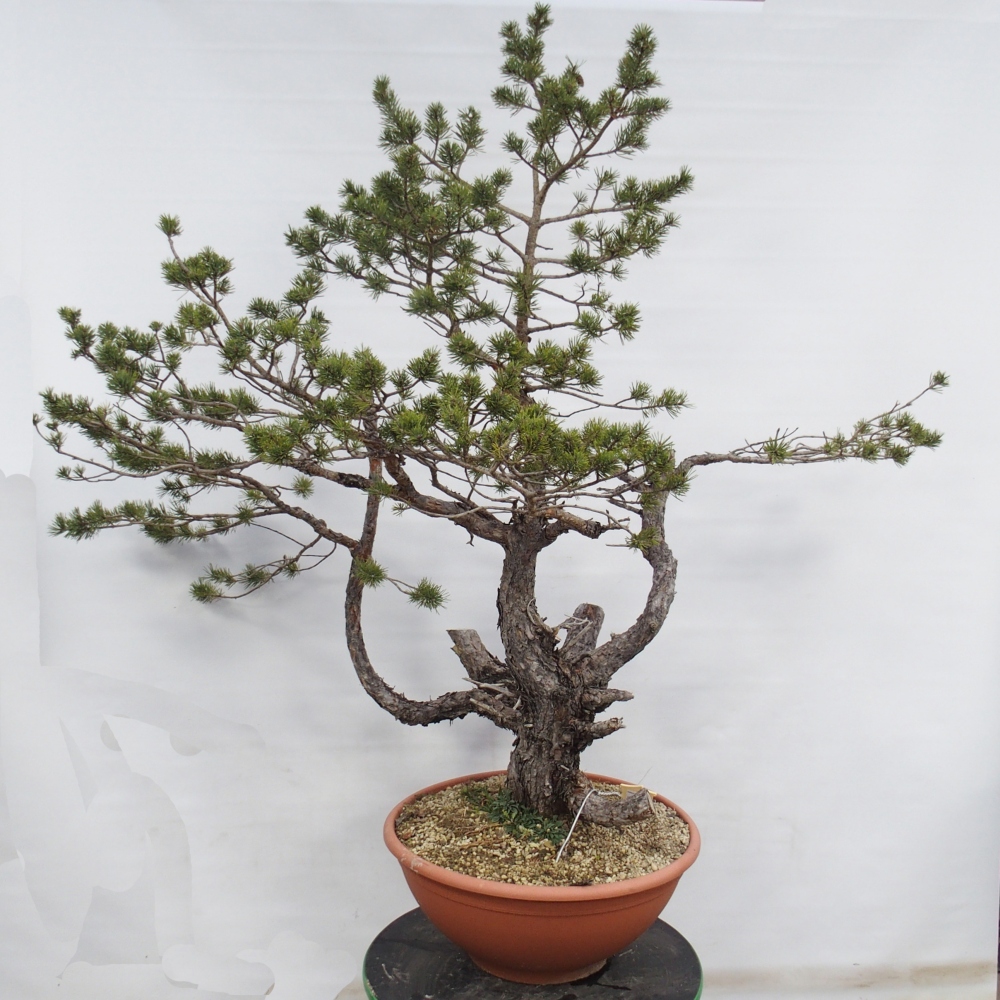 Yamadori - Pinus sylvestris Spain