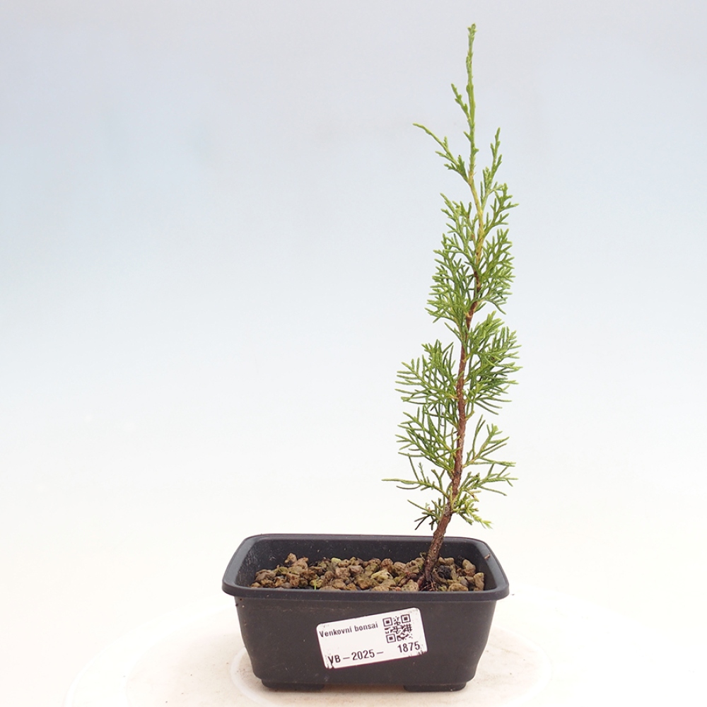 Outdoor bonsai - Juniperus chinensis Itoigawa - Chinese juniper