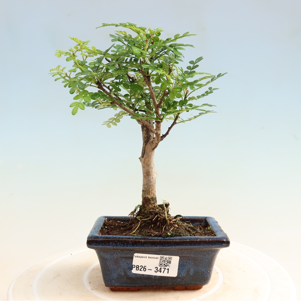 Room bonsai - Zantoxylum piperitum - pepper tree