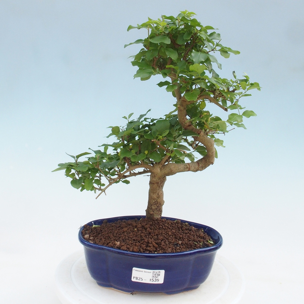 Indoor bonsai -Ligustrum chinensis - Bird's beak