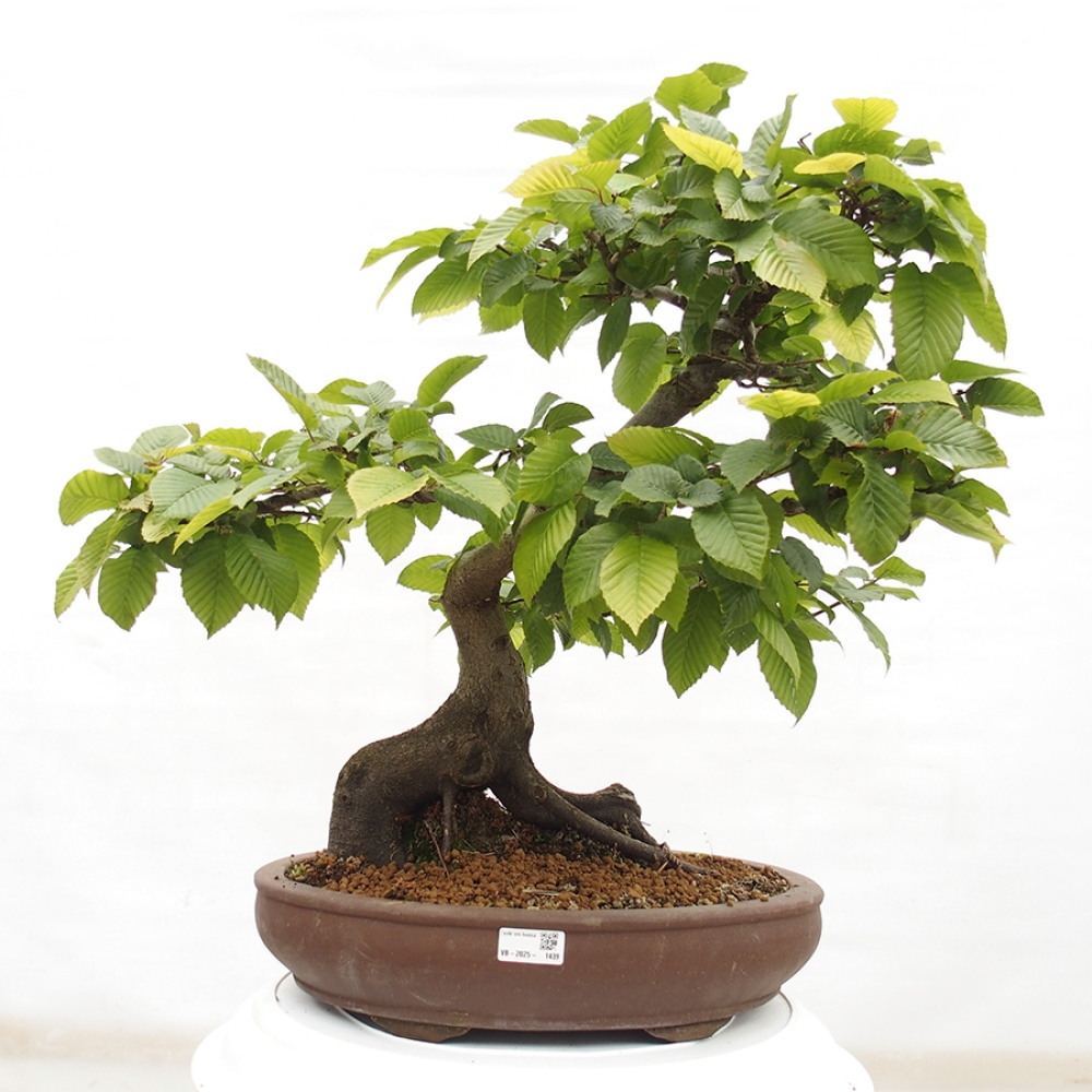 Outdoor bonsai - Hornbeam - Carpinus betulus