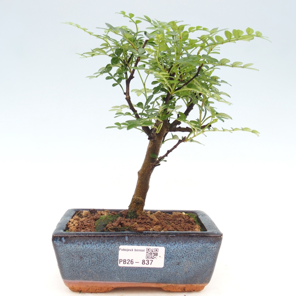 Room bonsai - Zantoxylum piperitum - pepper tree