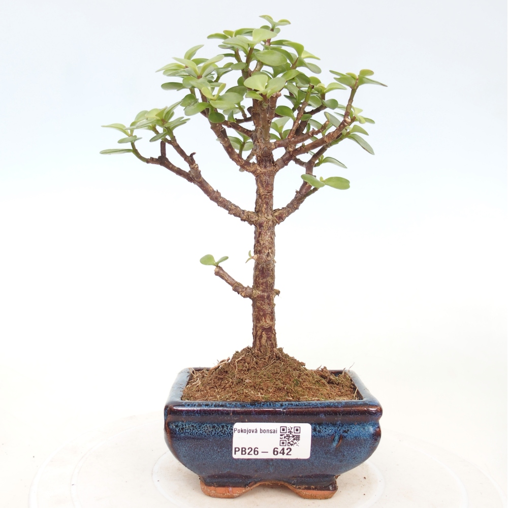 Room bonsai - Portulakaria Afra - Tlustice