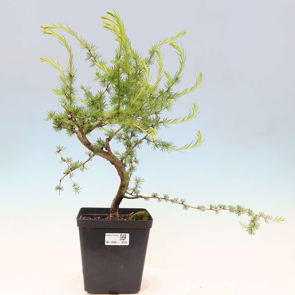 Outdoor bonsai -Larix decidua - Larch
