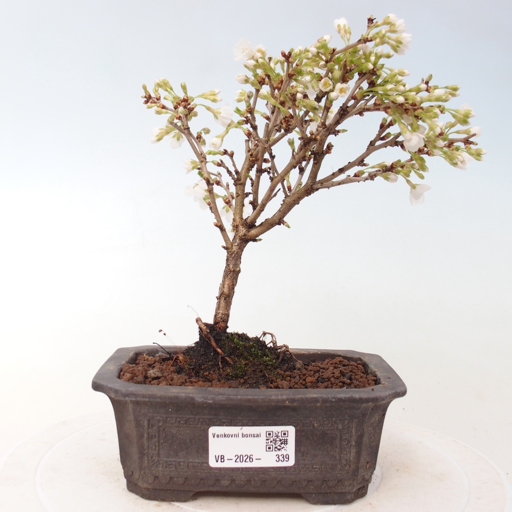 Outdoor bonsai - Prunus incisa Kojou-no mai-Plivon cut out