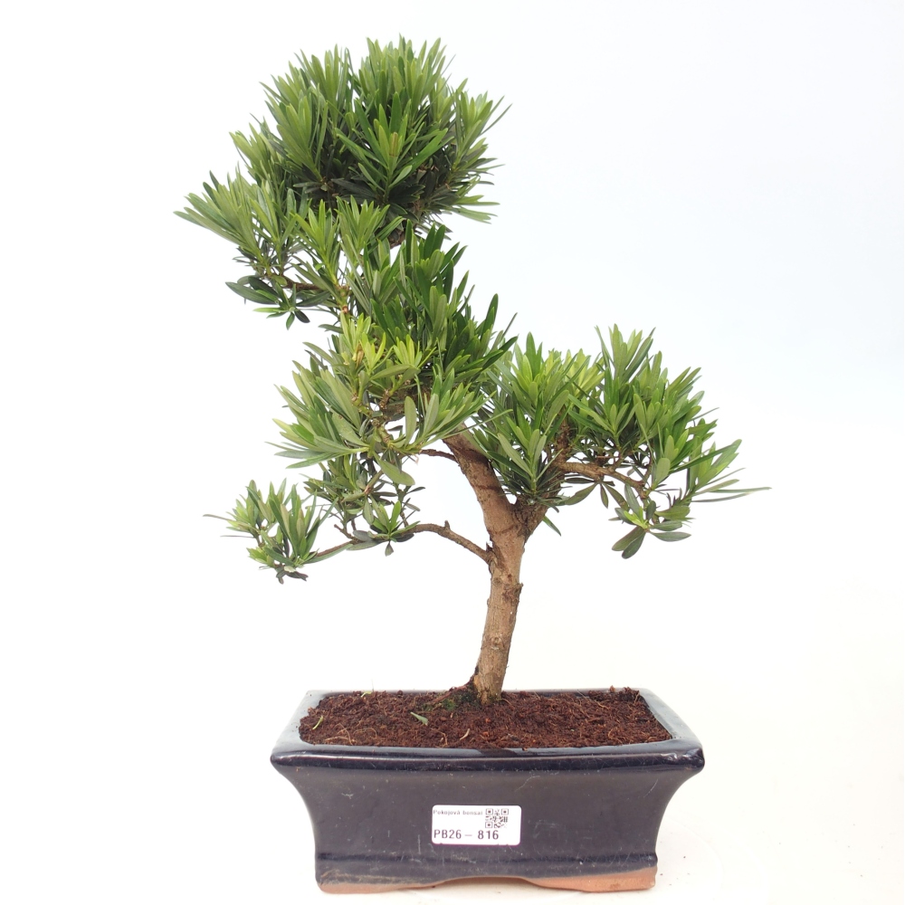 Room bonsai - Podocarpus - Stone Yew