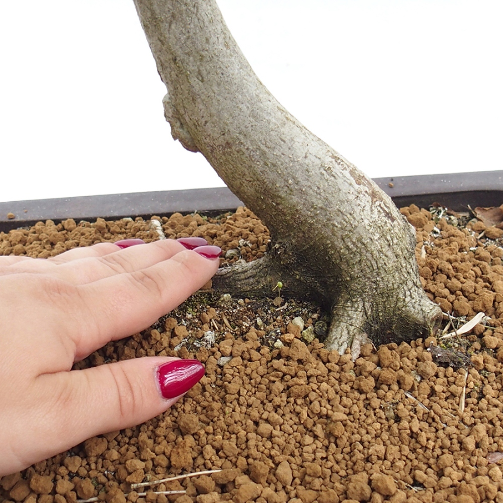 Outdoor bonsai - Hornbeam - Carpinus betulus