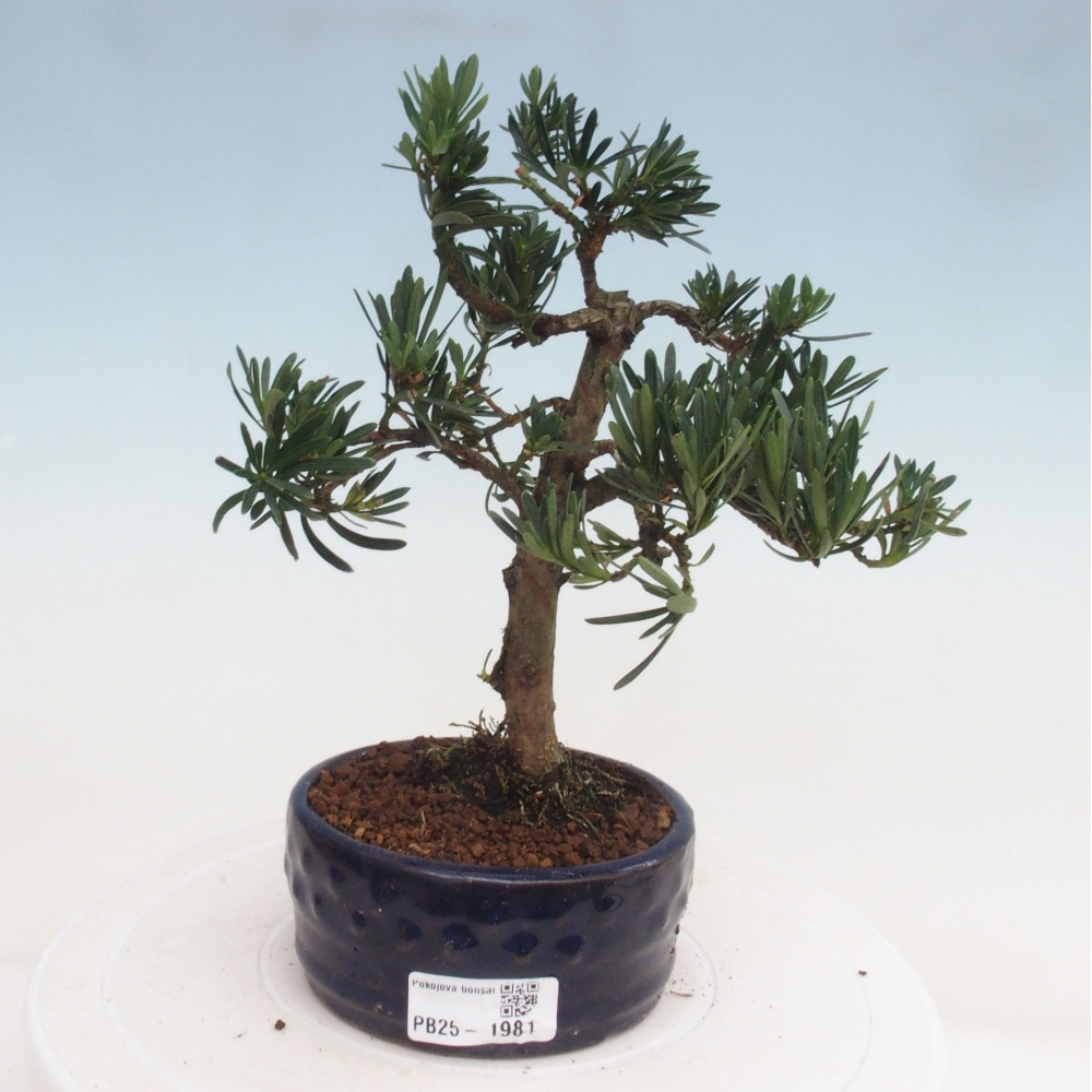 Indoor bonsai - Podocarpus - Stone thous