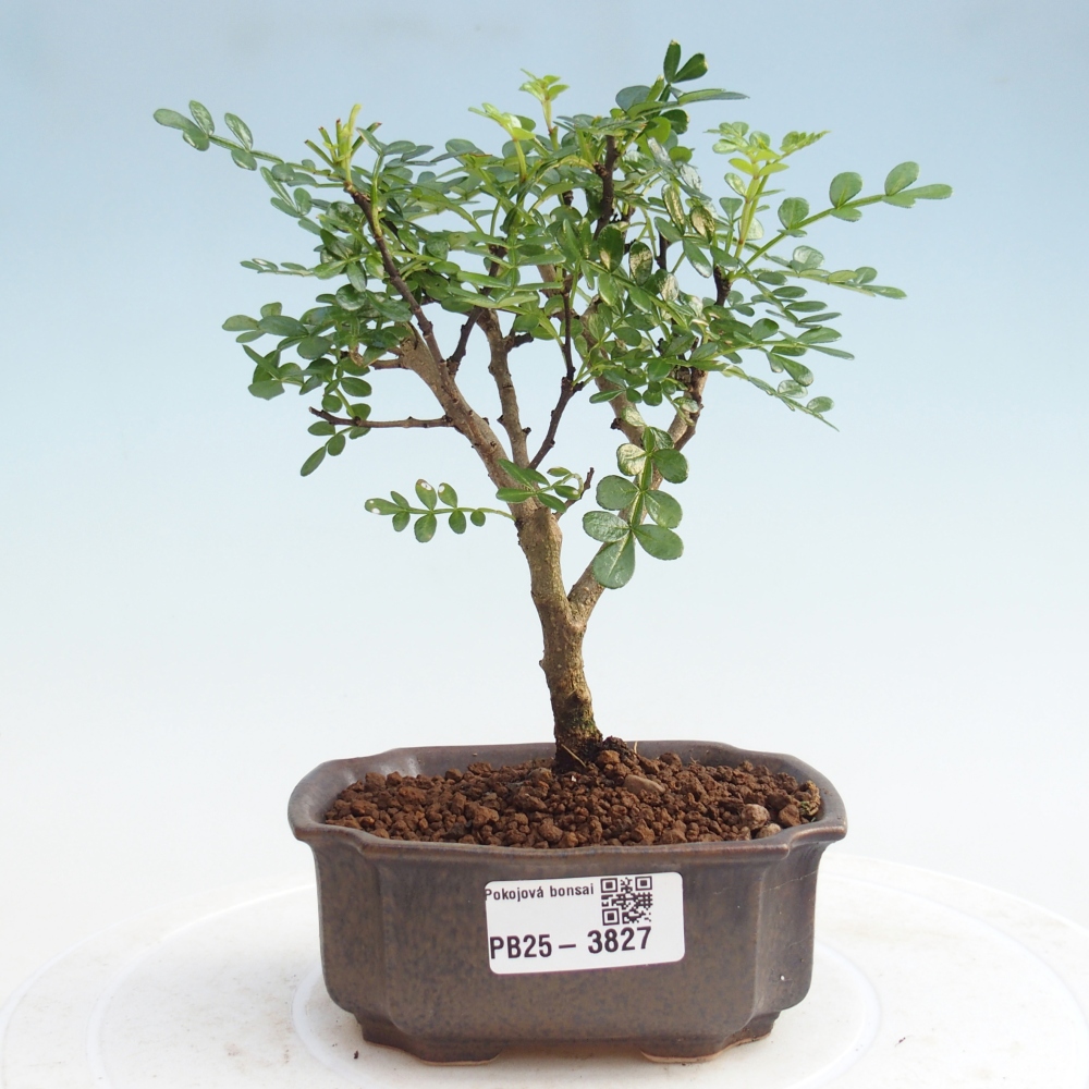 Room bonsai - Zantoxylum piperitum - Pepper tree PB220935