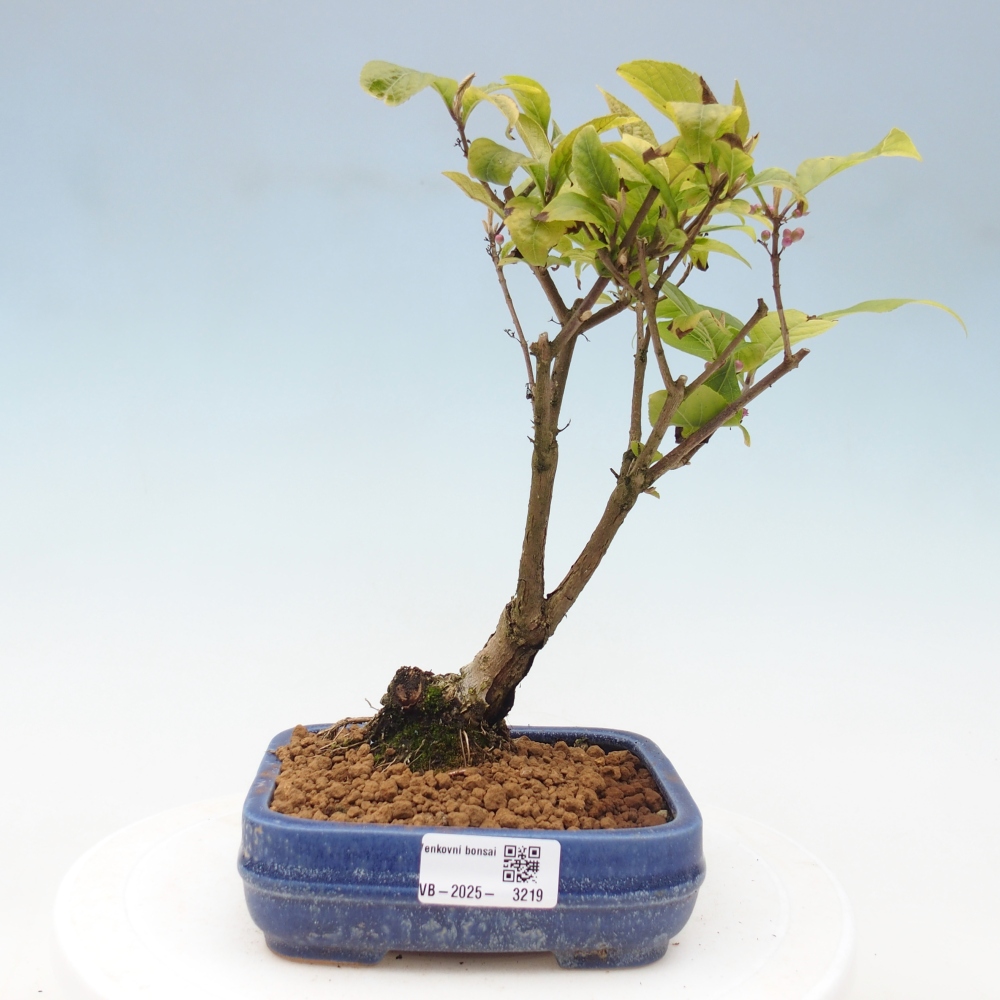 Outdoor bonsai - callicarpa jap Leucocarpa