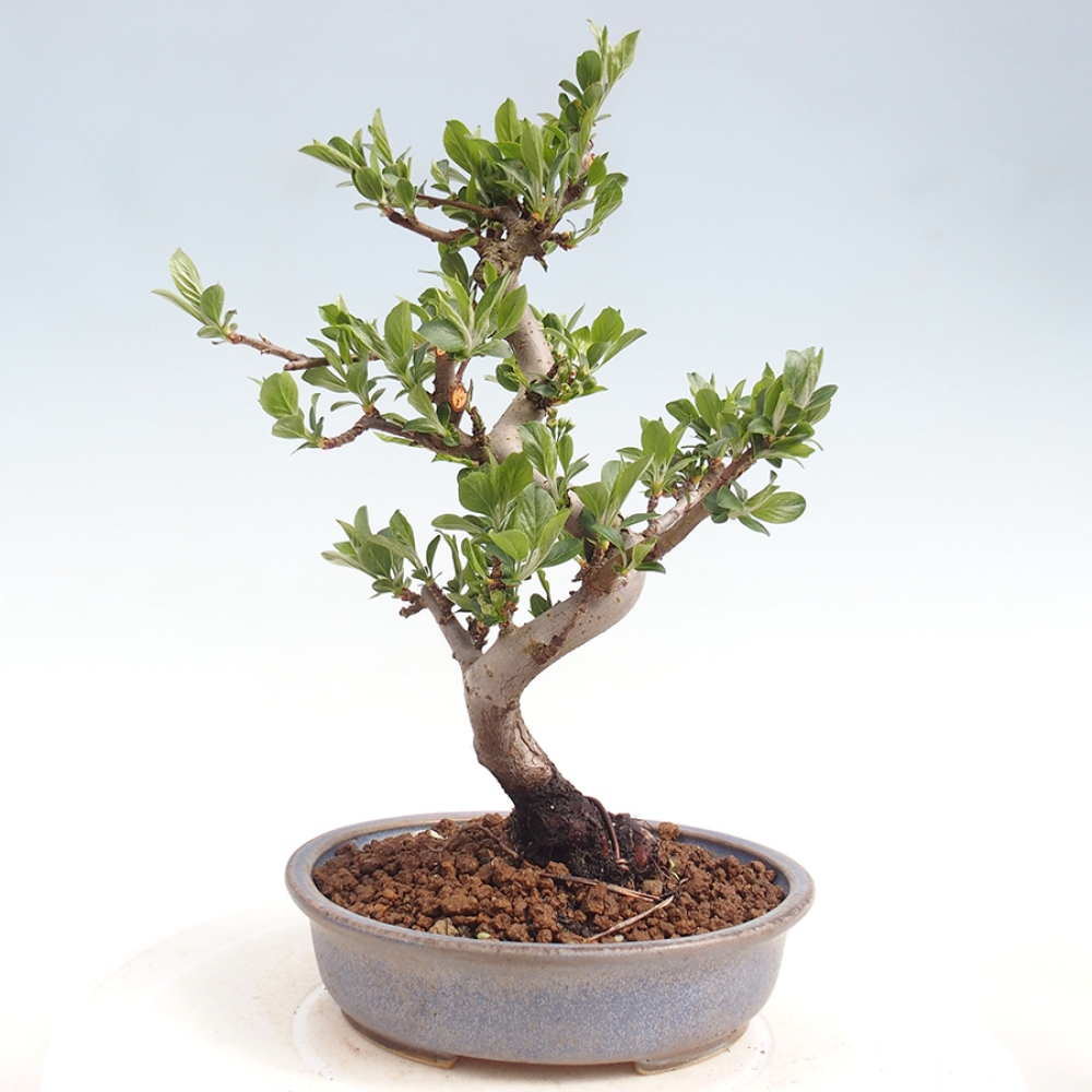 Outdoor bonsai - Malus sargentii - Small-fruited apple tree