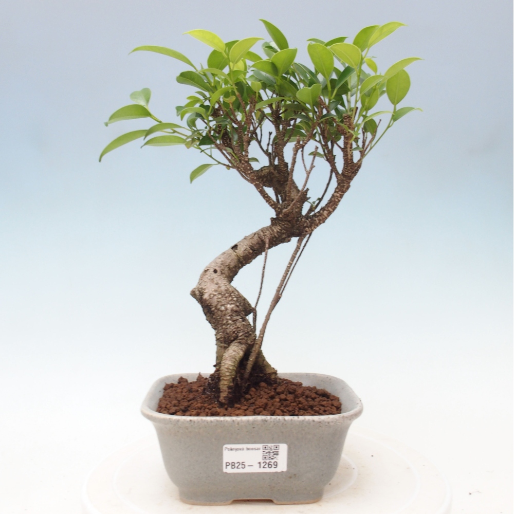 Indoor bonsai - Ficus retusa - small-leaved ficus