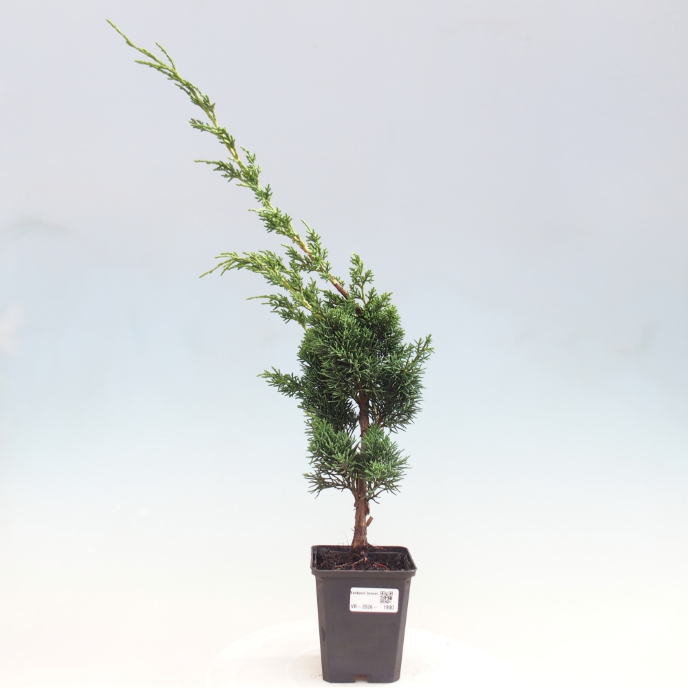 Outdoor bonsai - Juniperus chinensis Kishu