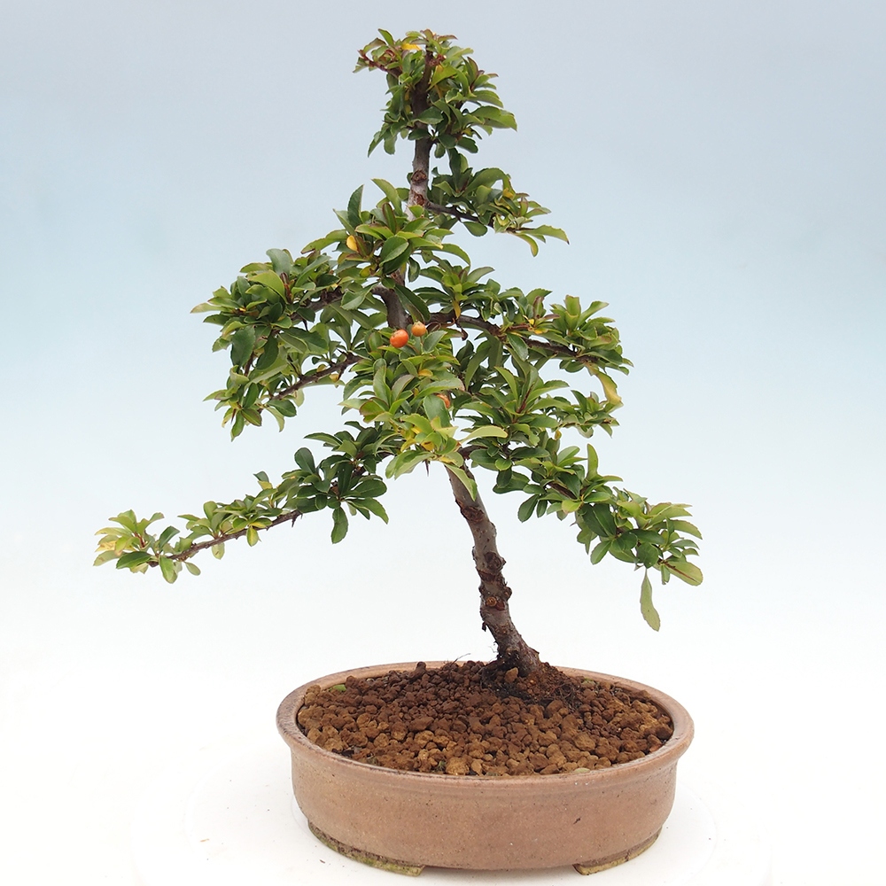 Outdoor Bonsai-Pyracanta Teton -Bakery