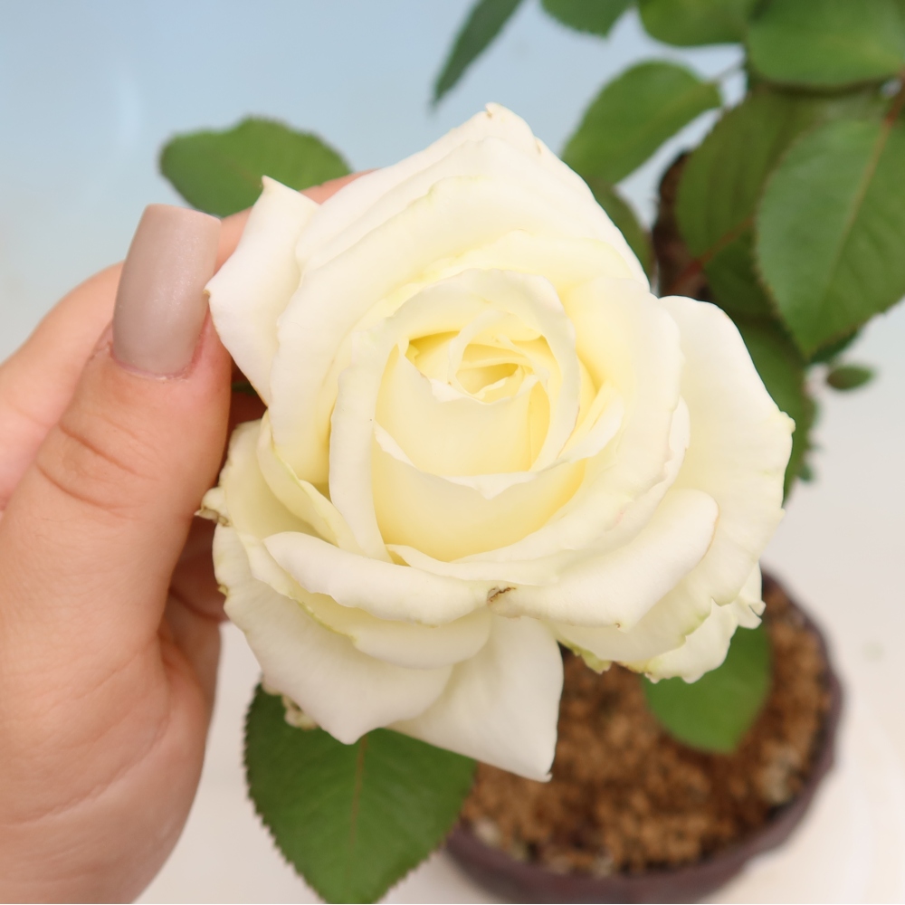 Outdoor Bonsai - Rosa Kordes - Rose