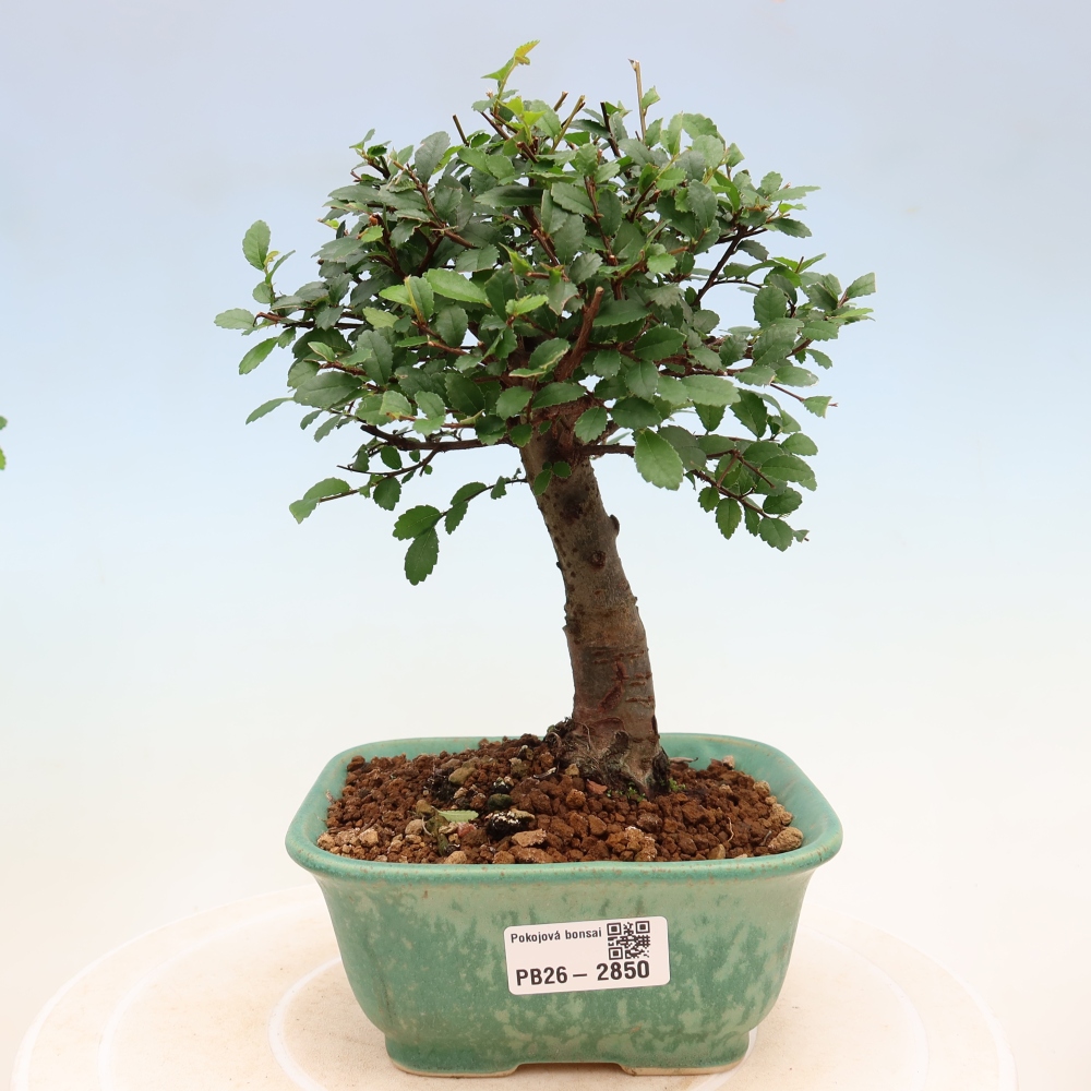 Room bonsai - Ulmus parvifolia - Small-leaved elm