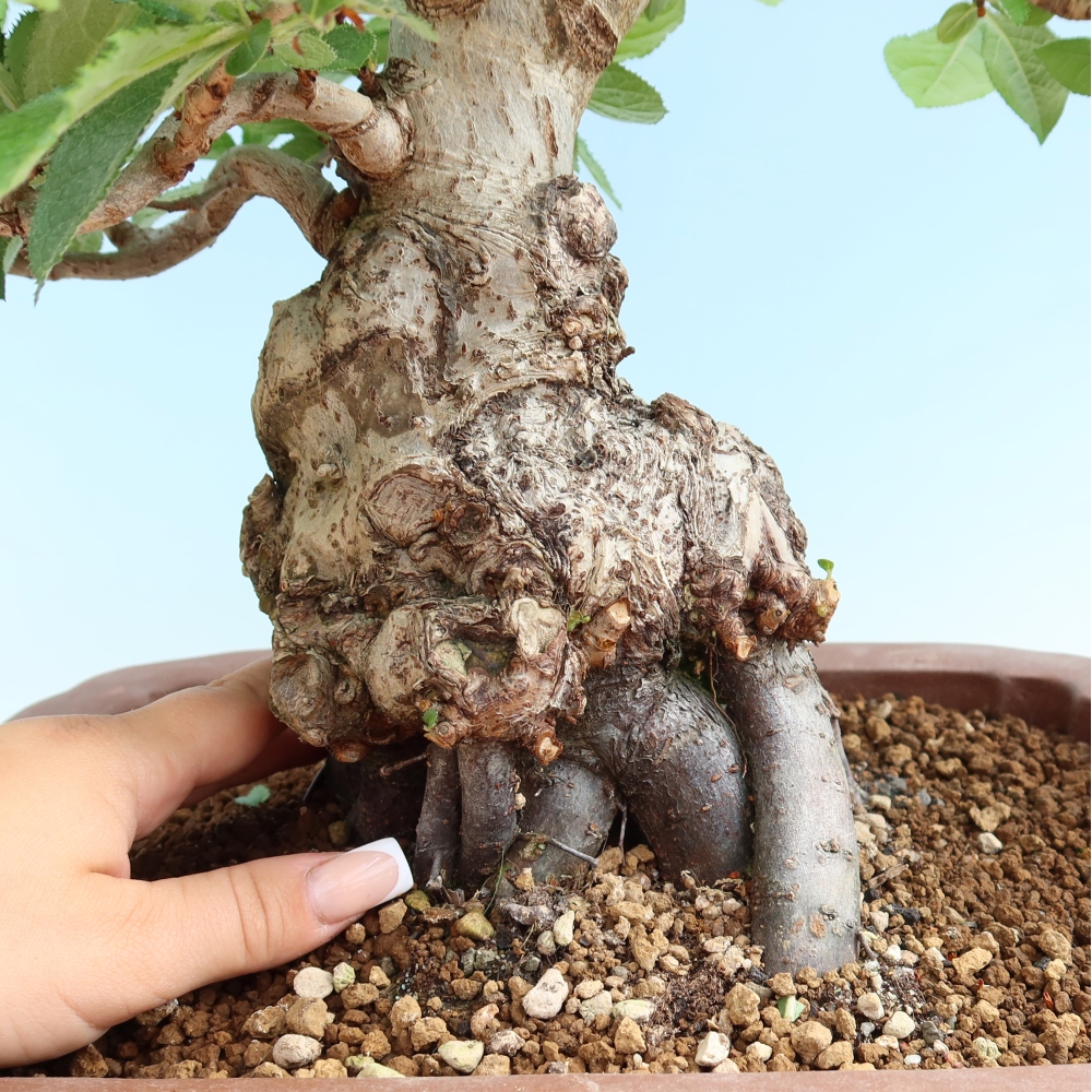 Outdoor Bonsai - Hairy Photinia - Photinia villosa