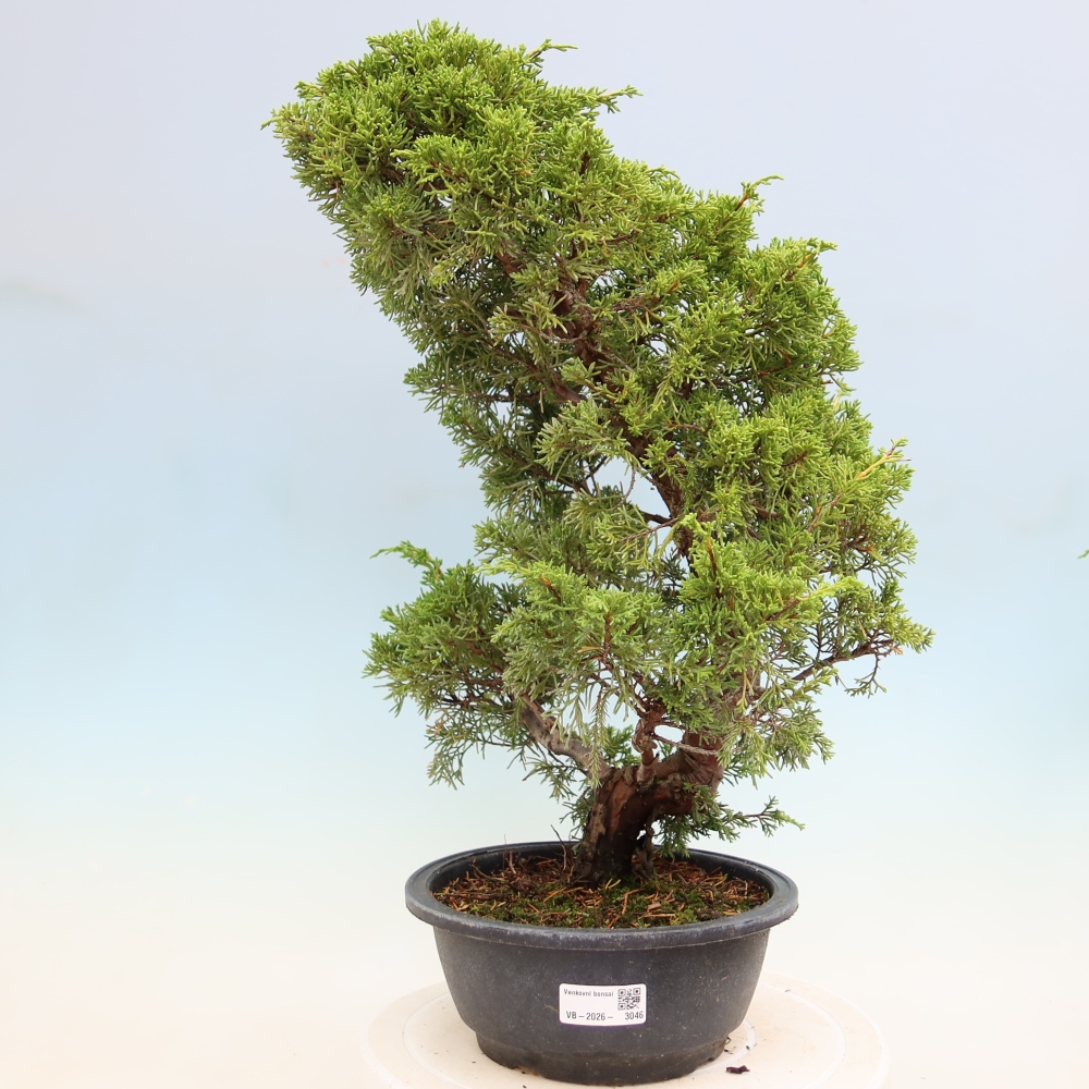 Outdoor Bonsai - Juniperus chinensis Itoigawa - Chinese Juniper