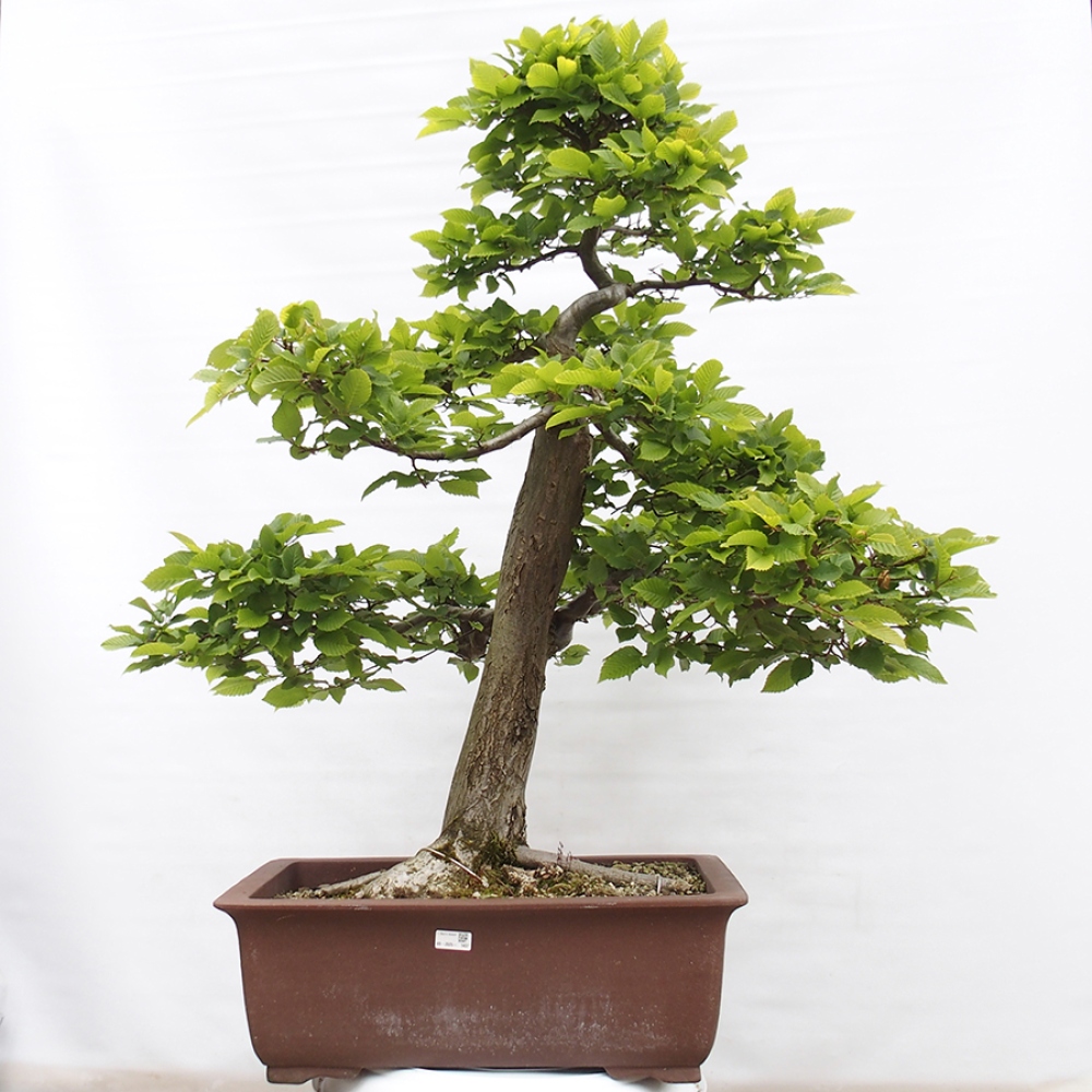 Outdoor bonsai - Hornbeam - Carpinus betulus