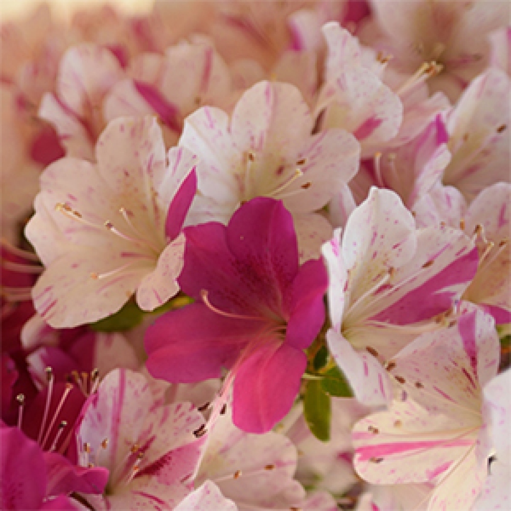 Outdoor bonsai - Japanese azalea - Azalea Kaminoyamakirin