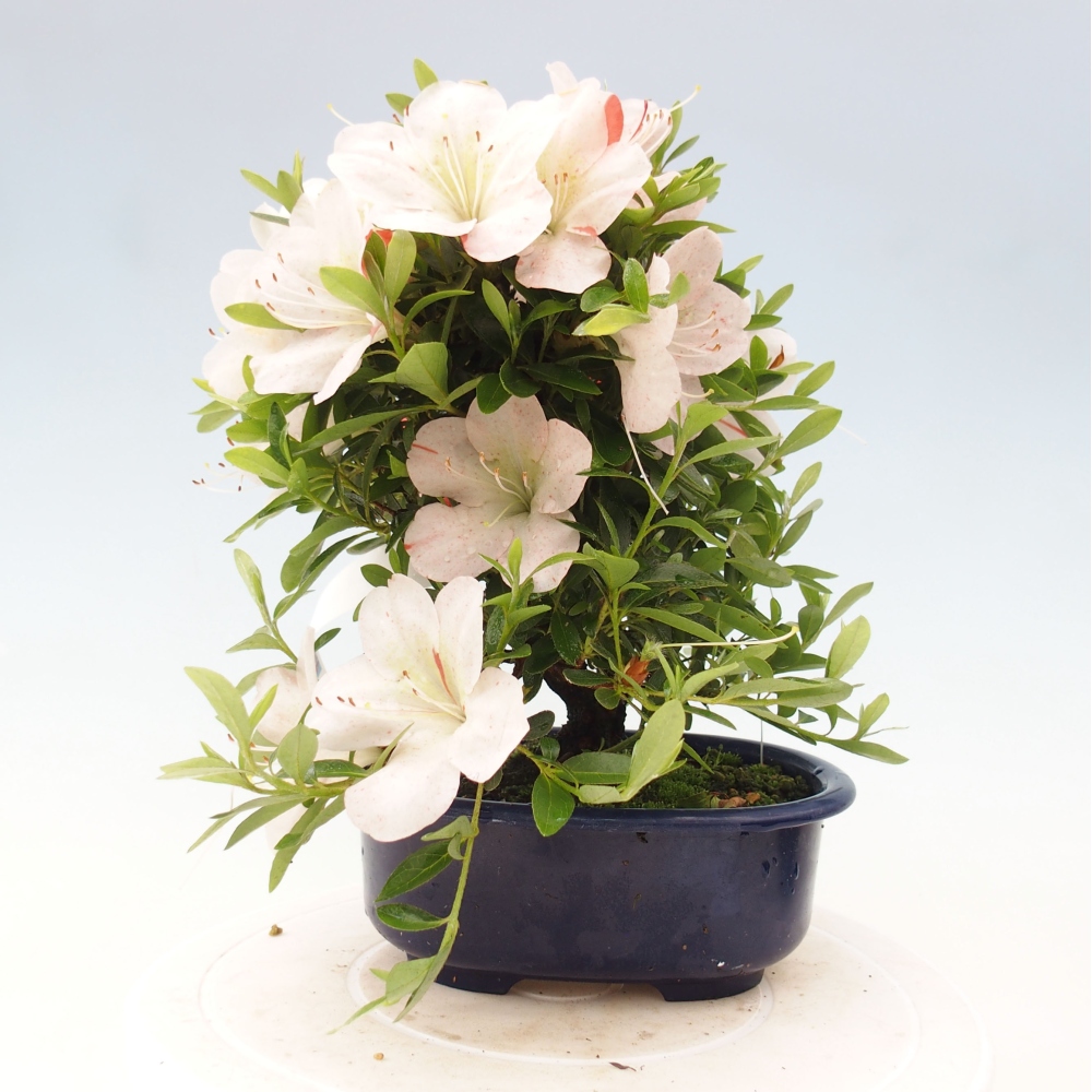 Outdoor bonsai - Japanese azalea - Azalea Asazakura
