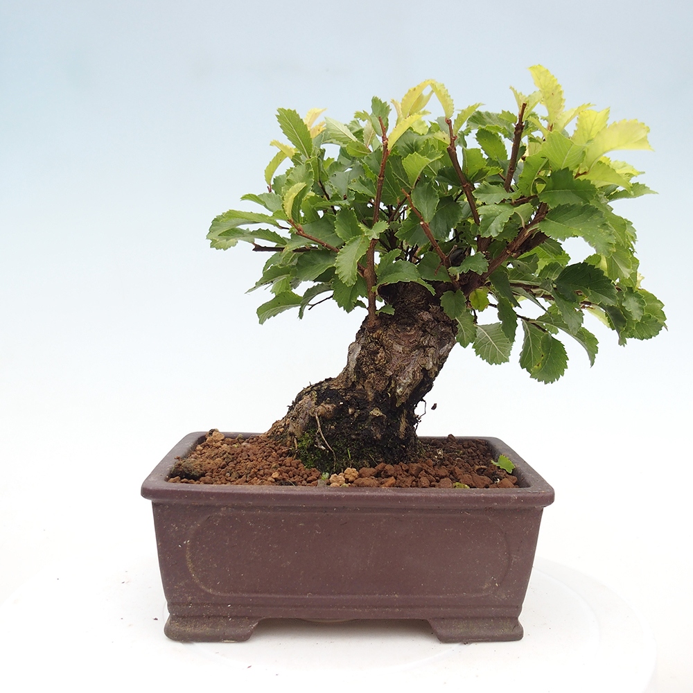 Outdoor bonsai - Zelkova - Zelkova NIRE
