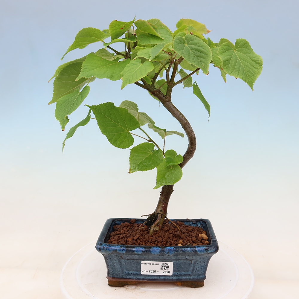 Outdoor Bonsai - Small-leaved Lime - Tilia cordata