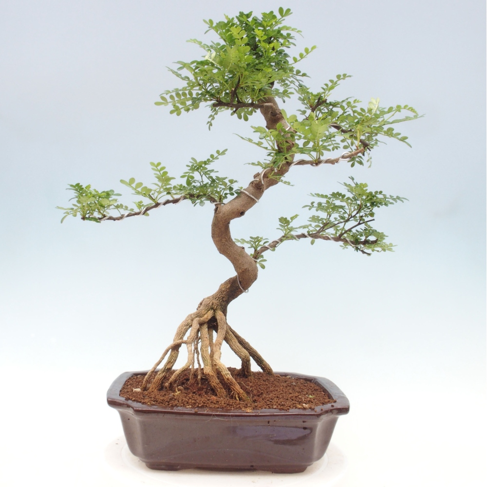 Indoor bonsai - Zantoxylum piperitum - Peppermint