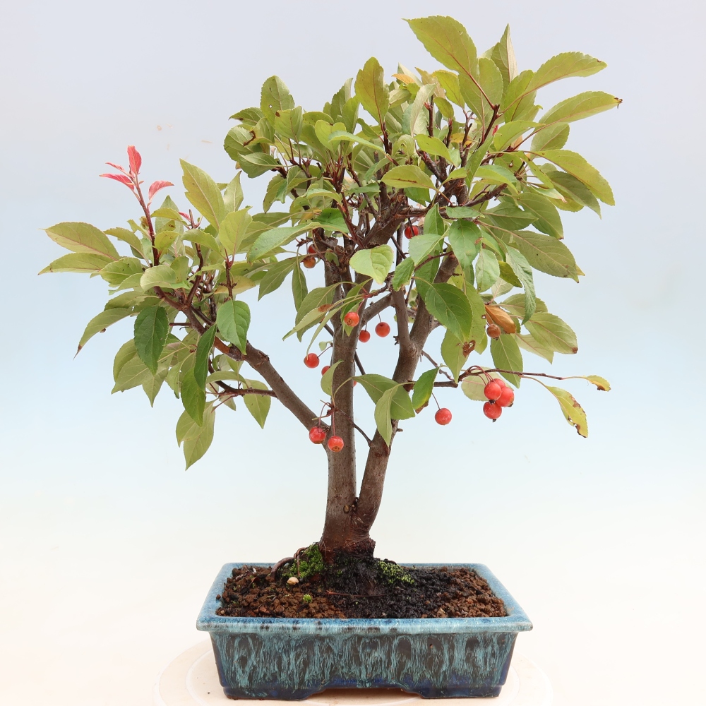 Outdoor bonsai -Malus domestica - Small-fruited red-leaved apple tree