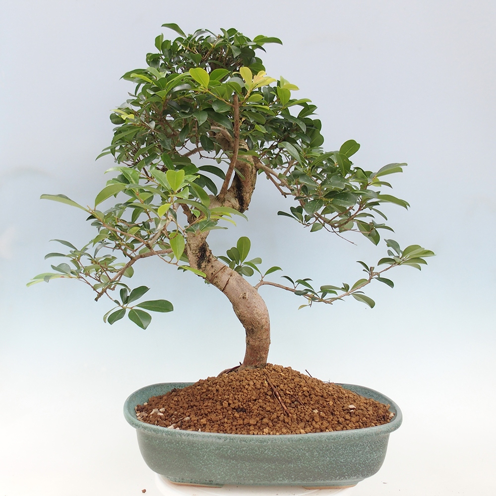 Room bonsai - Australian cherry - Eugenia uniflora - PERSONAL COLLECTION ONLY or pallet transport