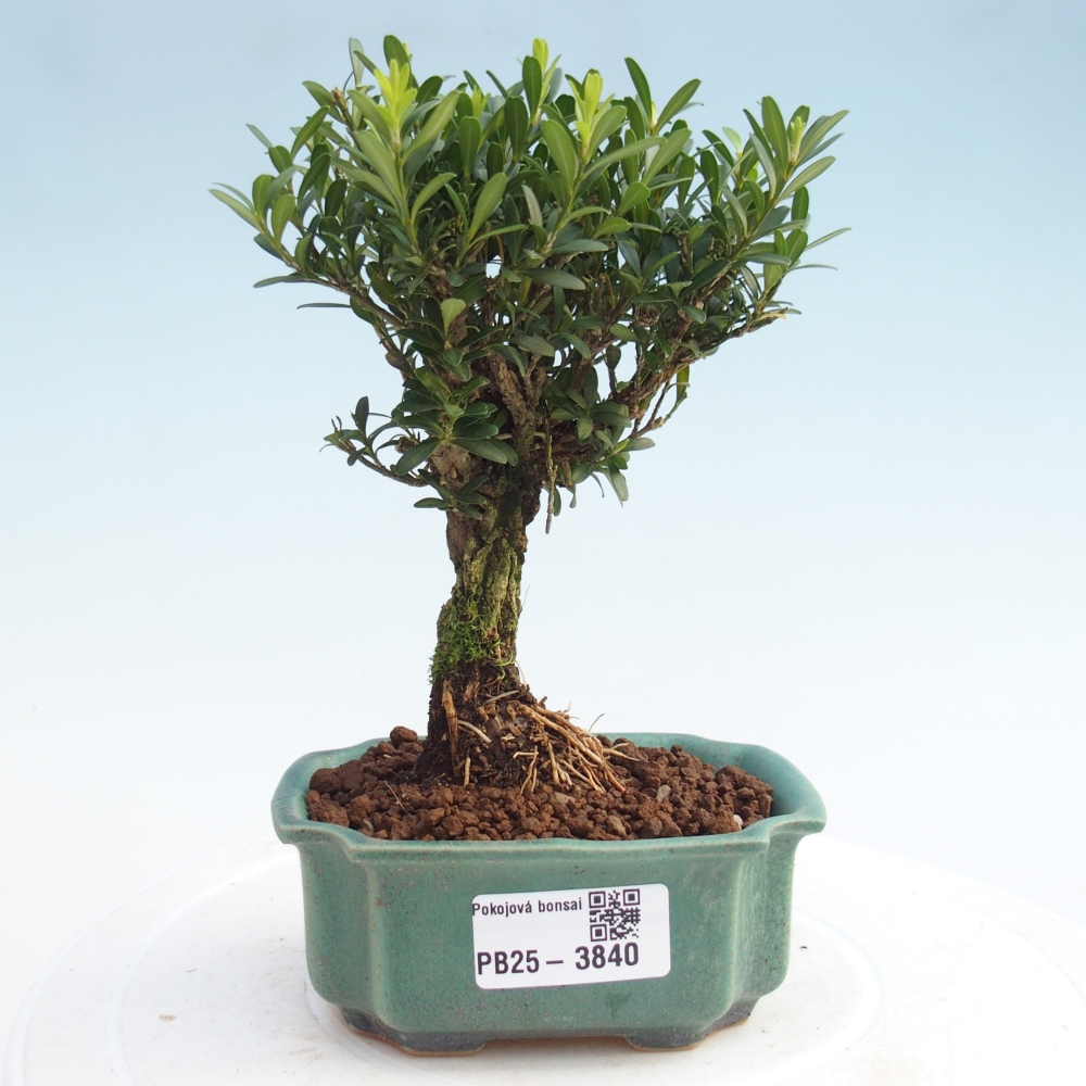 Room bonsai - Buxus harlandii - cork buxus