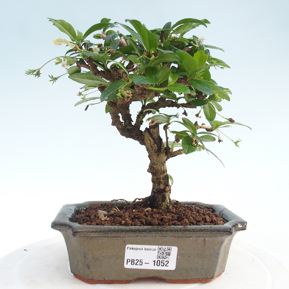 Indoor bonsai - Carmona macrophylla - Fuki tea
