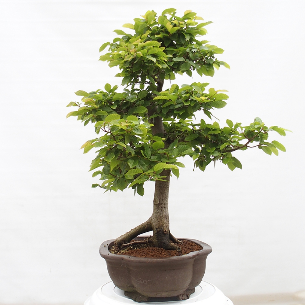 Outdoor bonsai - Hornbeam - Carpinus betulus