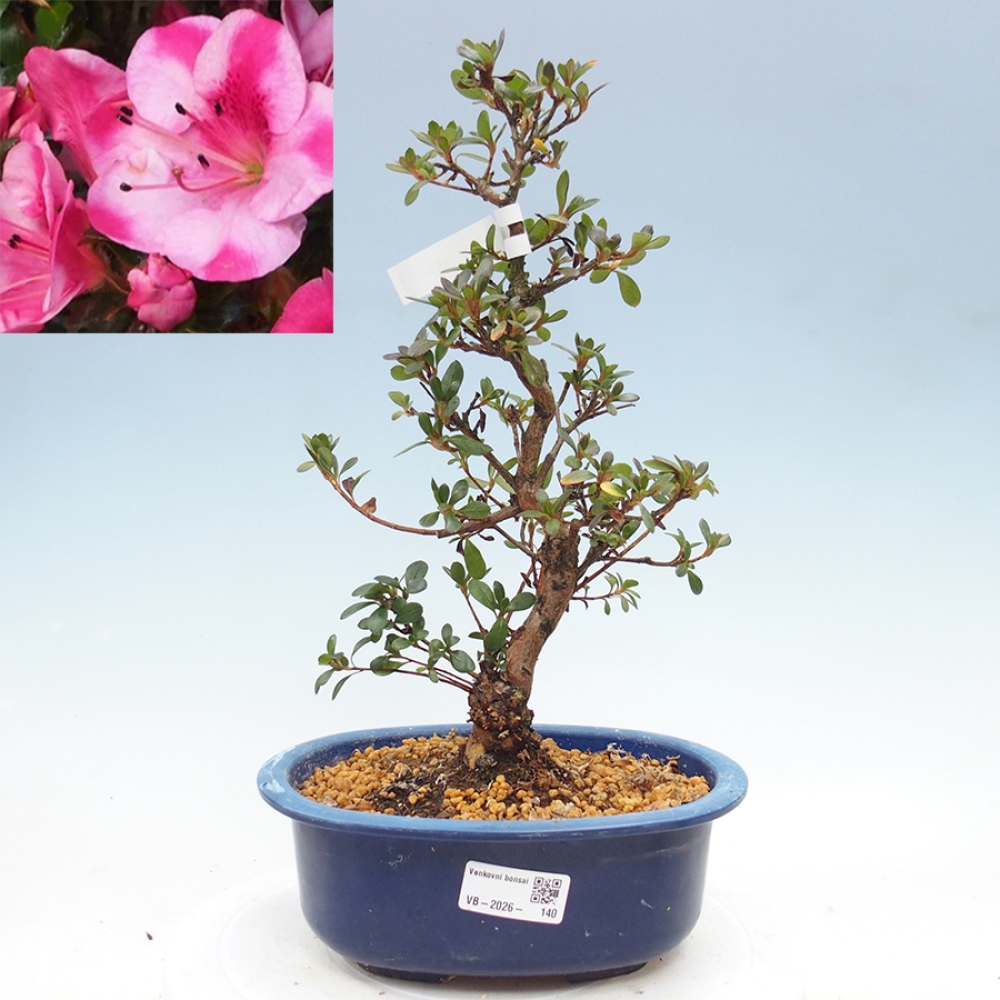 Outdoor bonsai - Japanese Azalea - Azalea Kobai